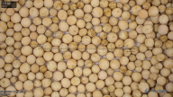 column Seed