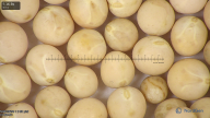column seed