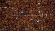 seed