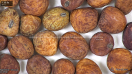 column seed