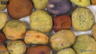column seed