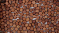 seed