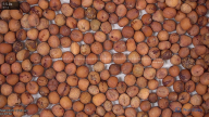 seed