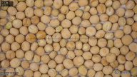 seed