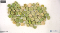 seed