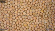 seed