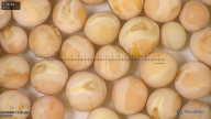 column seed