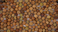 seed