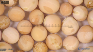 column seed