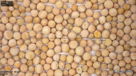 seed