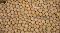seed