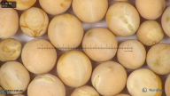 column seed