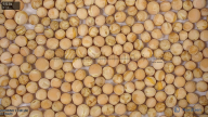 seed