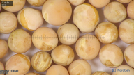 column seed