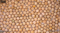 column seed