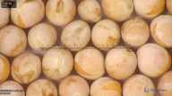 column seed