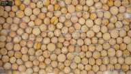 seed