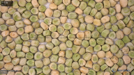 seed