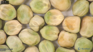 column seed