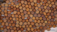 seed