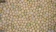 seed