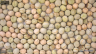 seed
