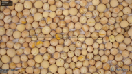 seed