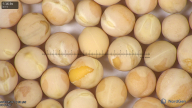 column seed