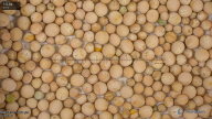 seed