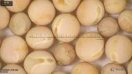 column seed