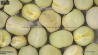 column seed