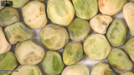 column seed