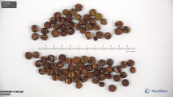column seed