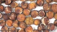 column seed