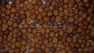 seed