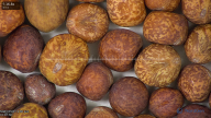 column seed