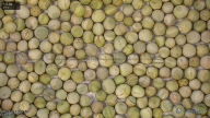 seed