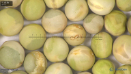 column seed
