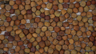 seed
