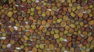 seed