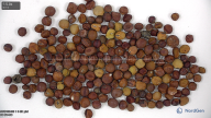 seed
