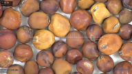 column seed