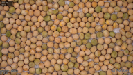 seed