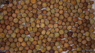 seed