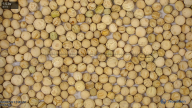 column Seed