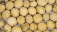 column seed