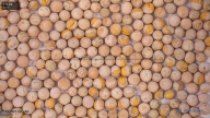 seed