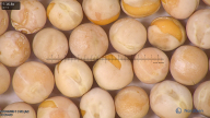 column seed