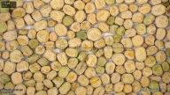 seed