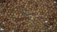 seed
